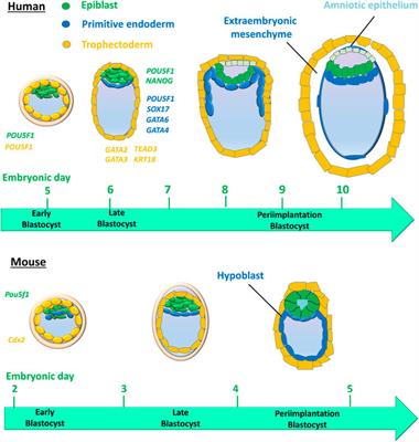 Establishment of the fetal-maternal interface: developmental events in human implantation and placentation